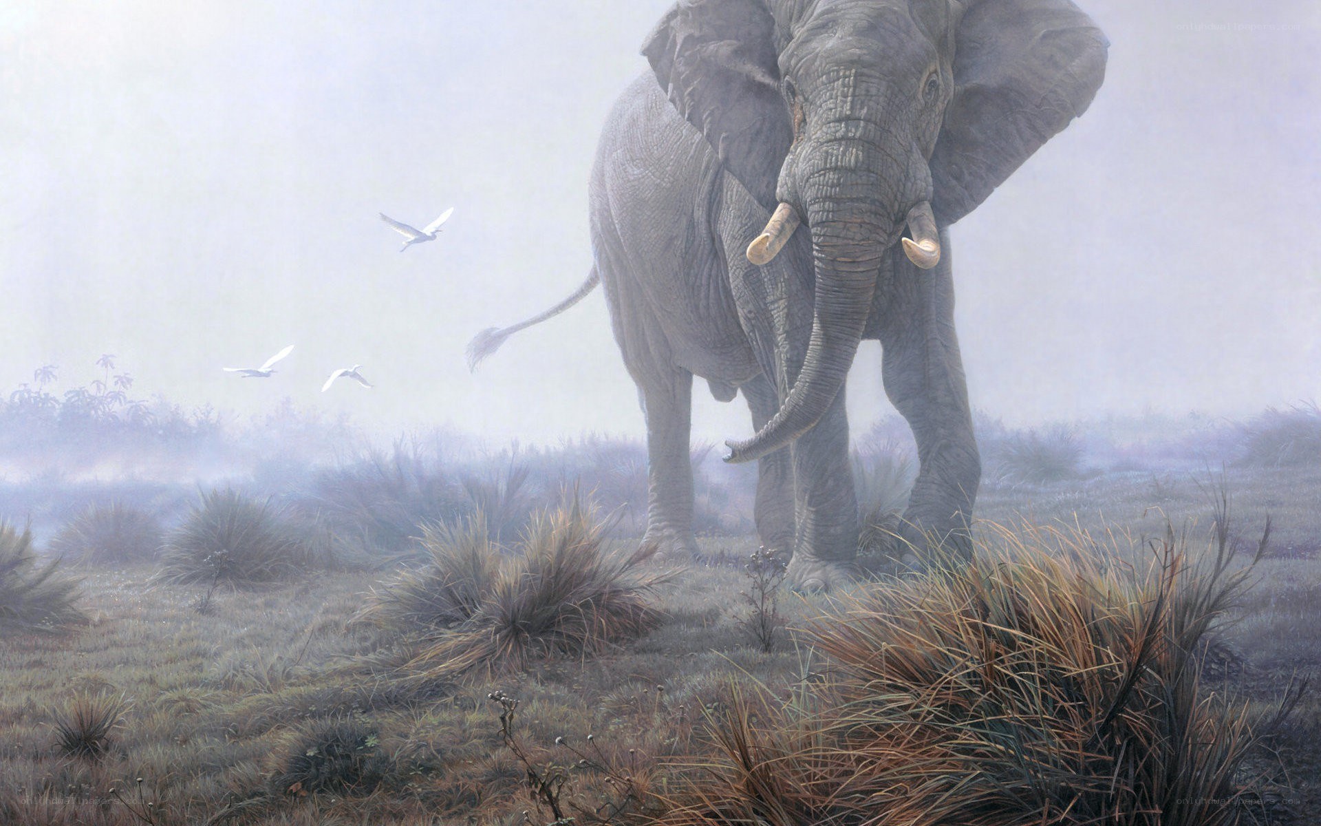 Elephant in the mist