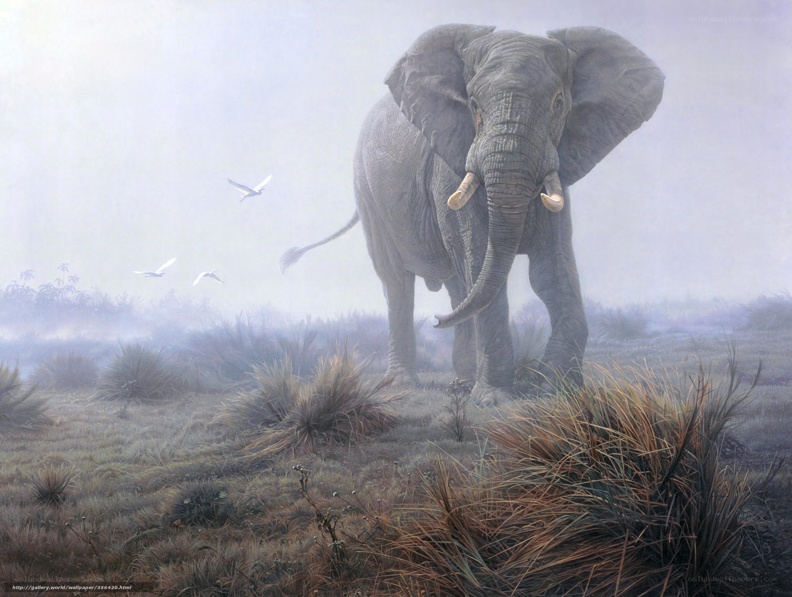 Elephant in the Mist