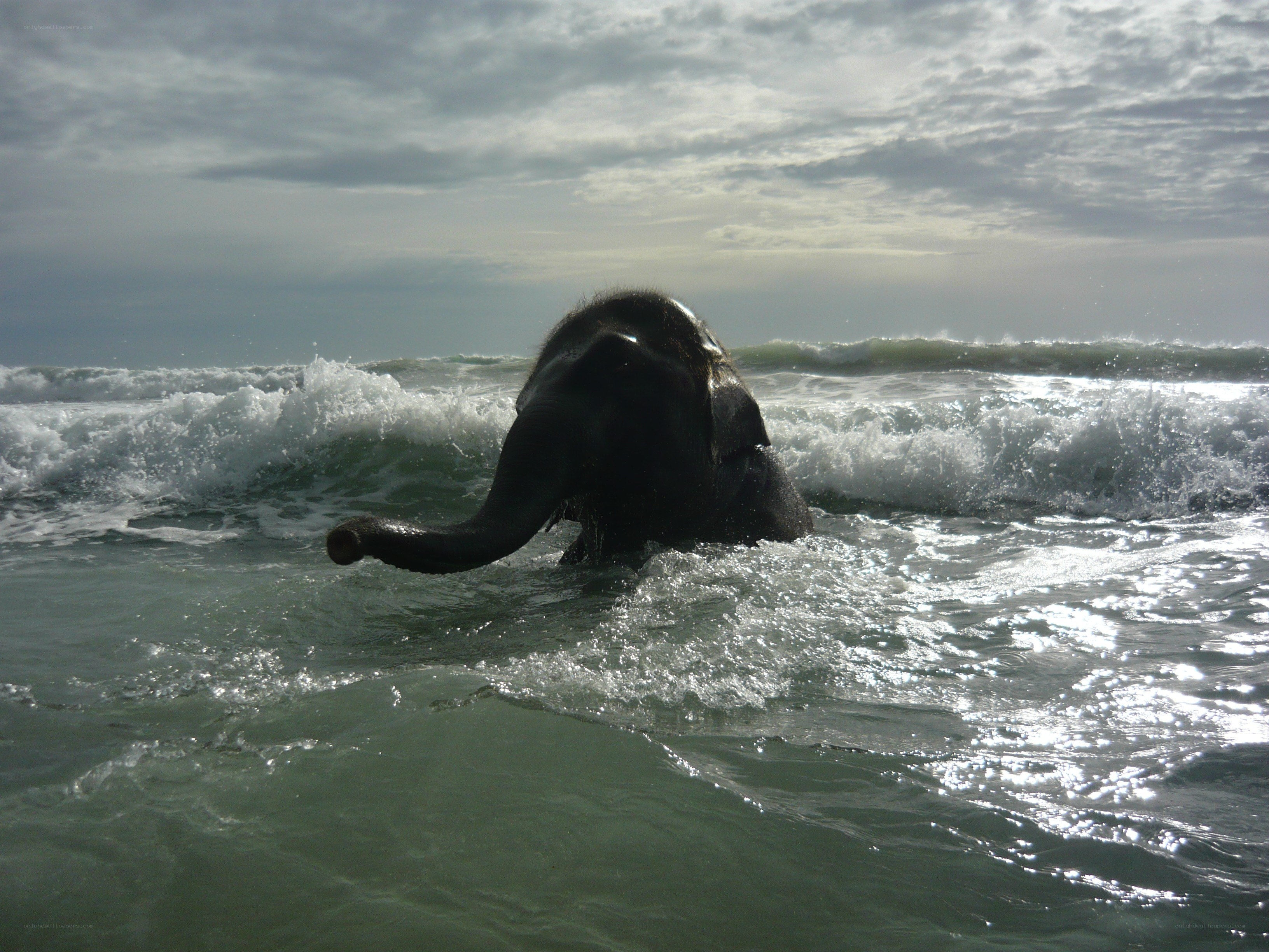 Elephant in the ocean waves
