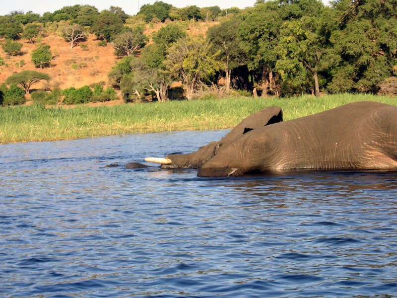 Elephant in the river