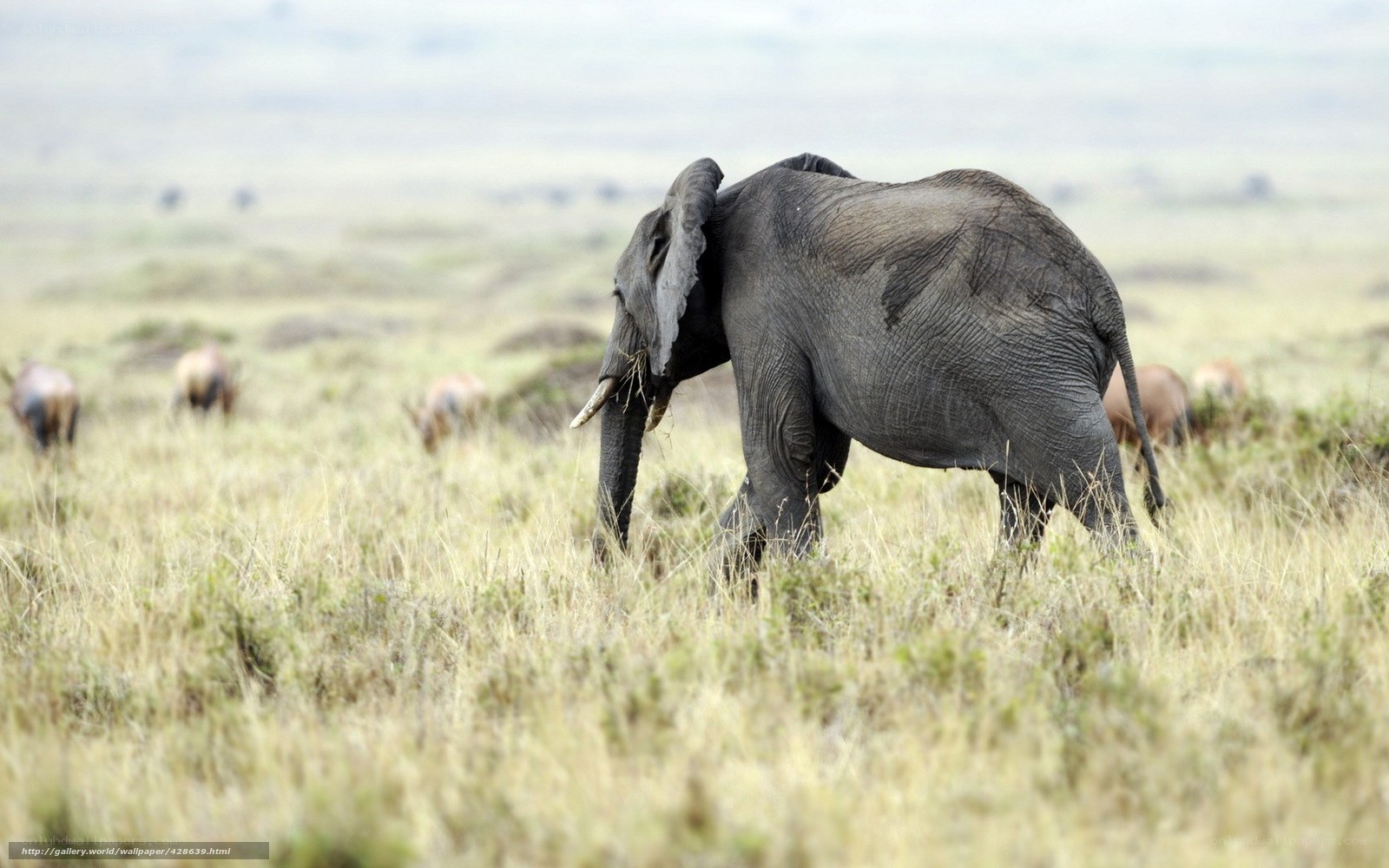 Elephant in the savanna