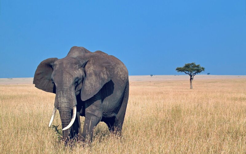 Elephant in the savanna