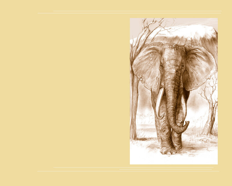 elephant in the savanna