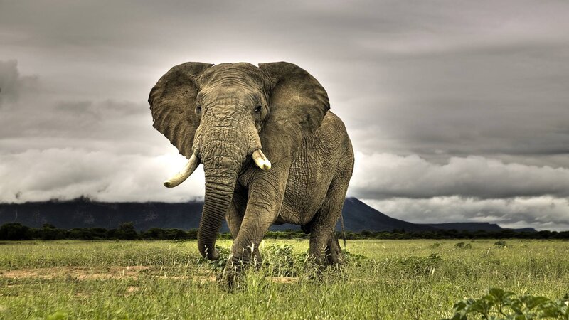 Elephant in the savanna