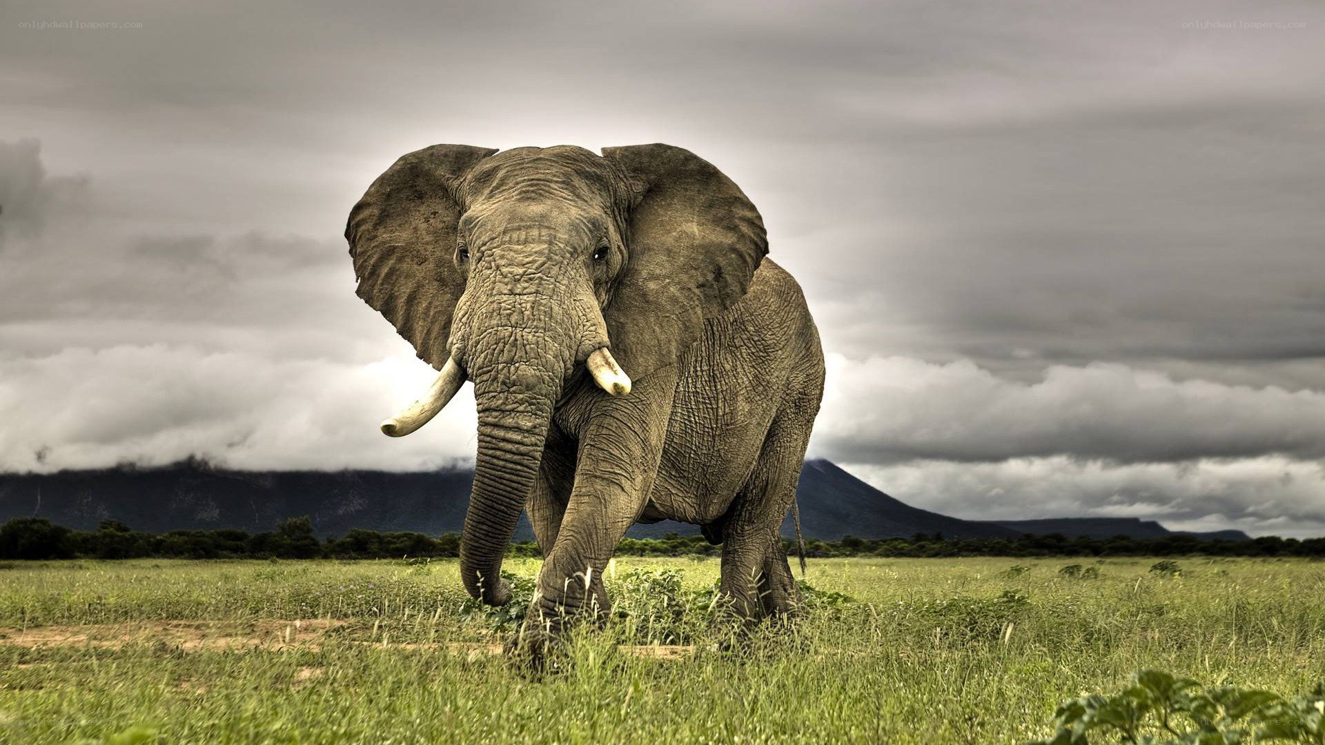 Elephant in the savanna