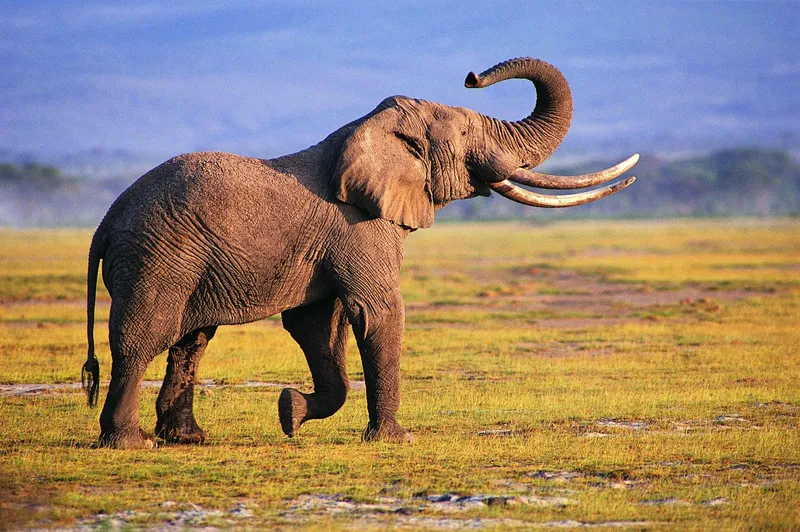 Elephant in the savanna