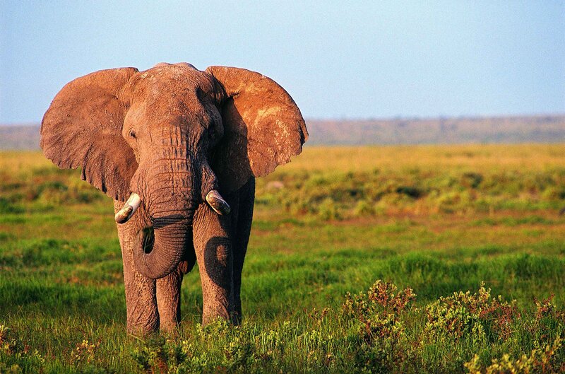 Elephant in the savanna
