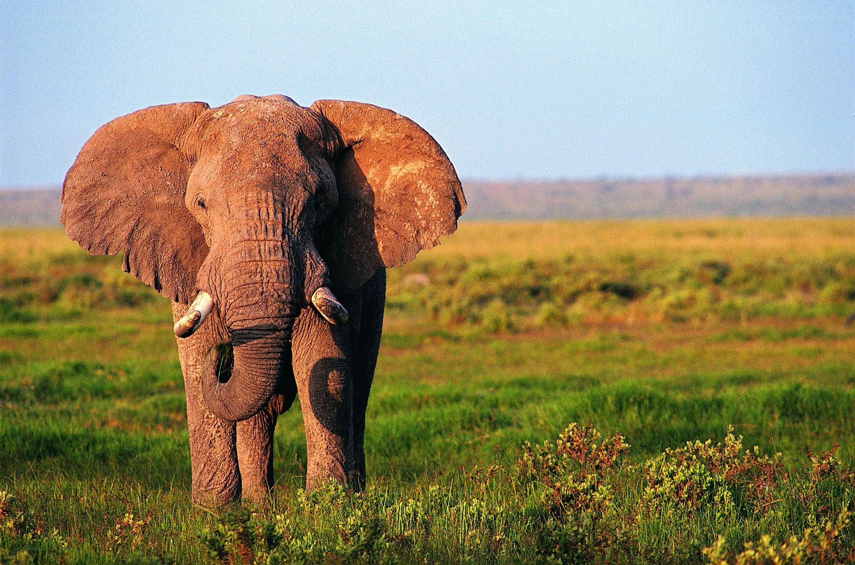 Elephant in the savanna