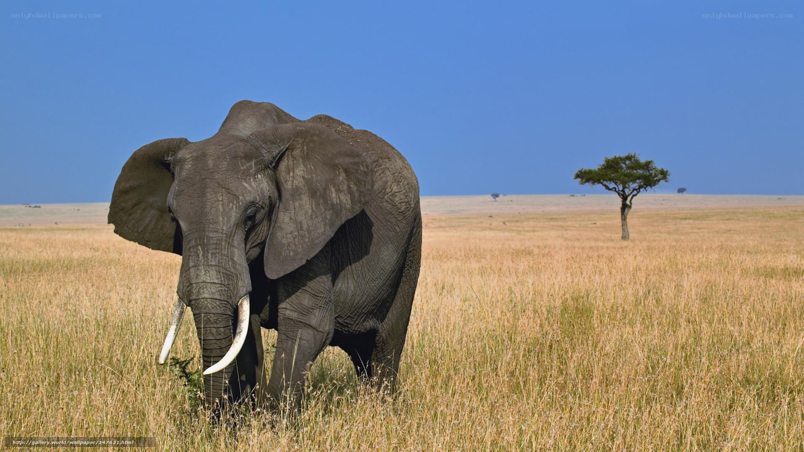 Elephant in the savanna