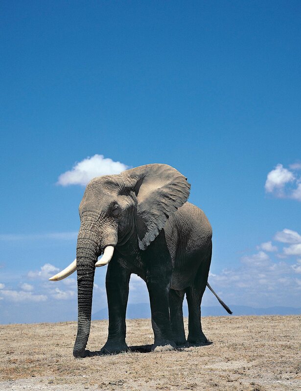 Elephant in the savanna