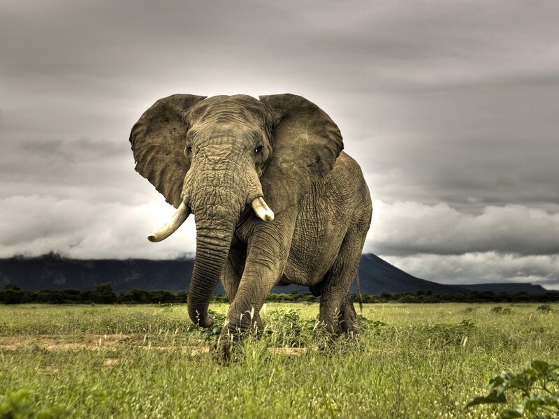 Elephant in the savanna