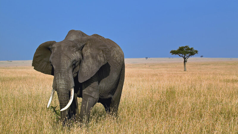 Elephant in the savanna