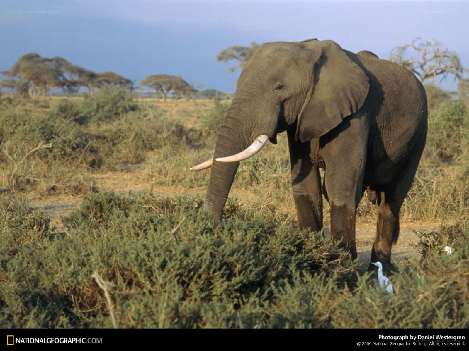Elephant in the savanna