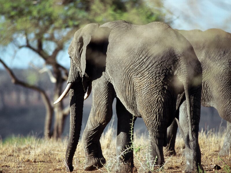 Elephant in the savanna