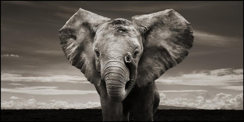 elephant in the savanna