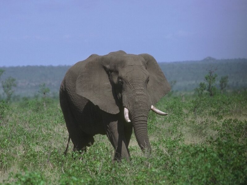 Elephant in the savanna