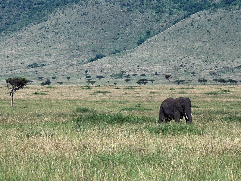 Elephant in the savanna