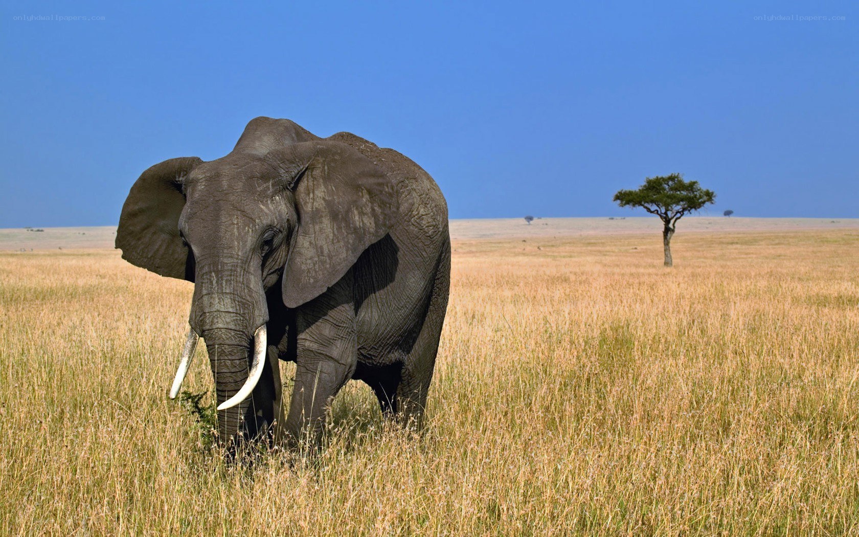 Elephant in the savanna