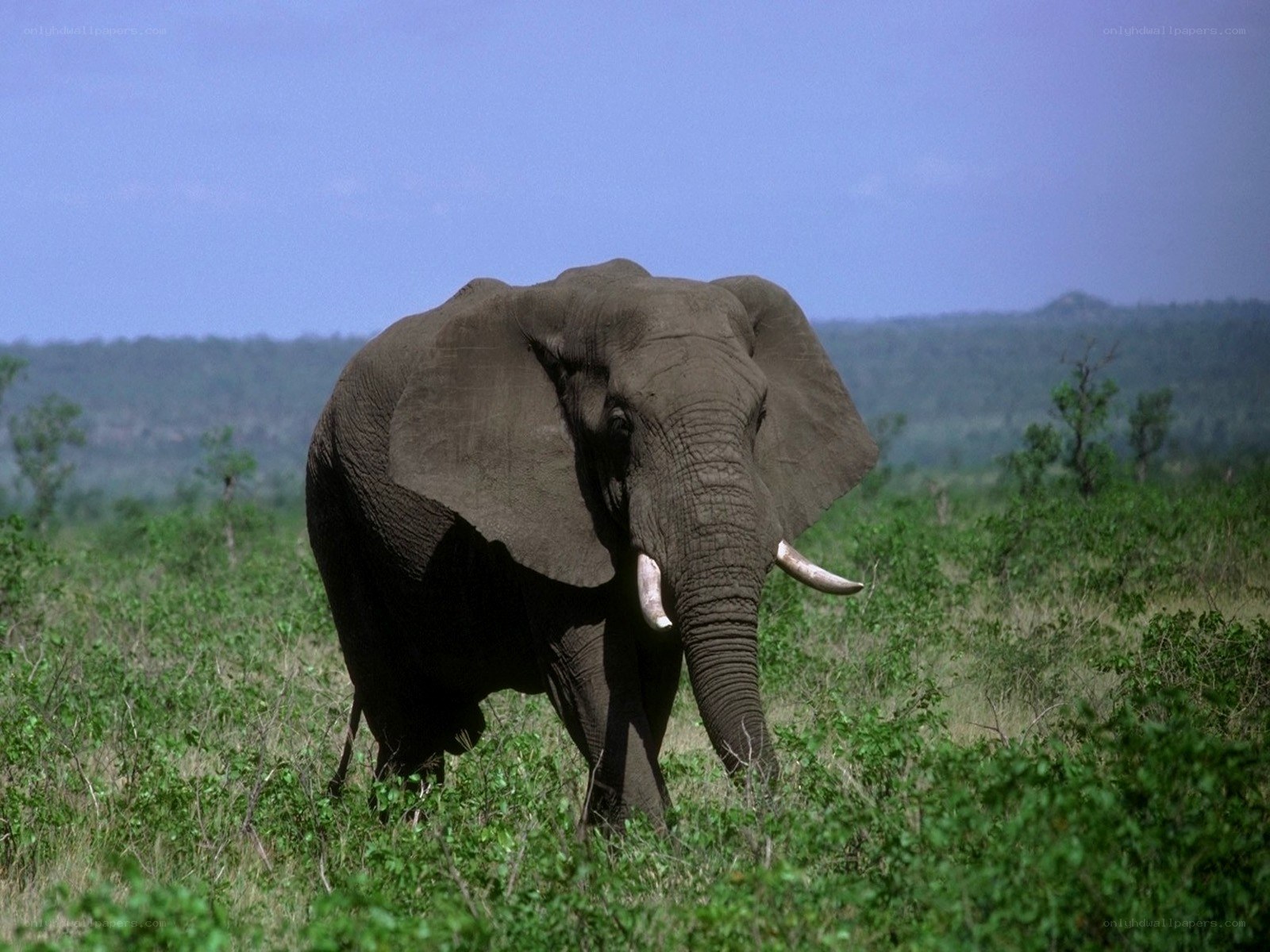 Elephant in the savanna