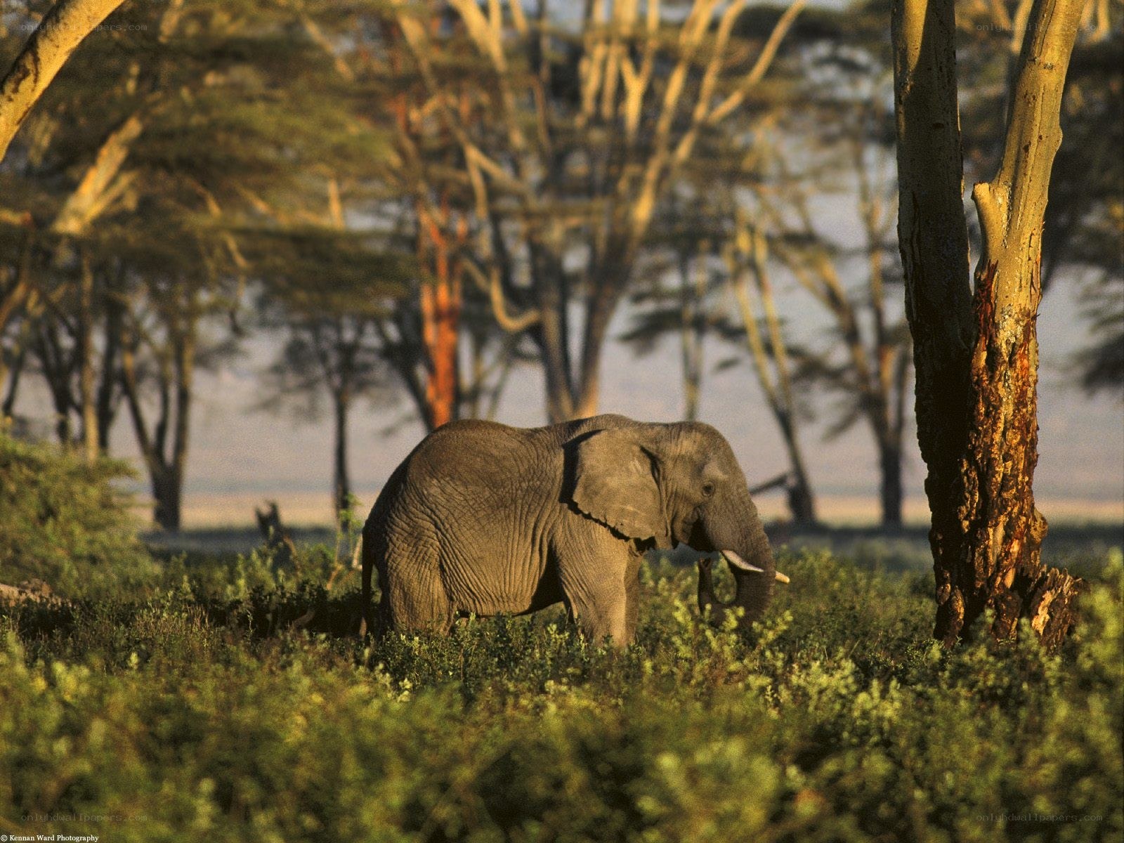 Elephant in the savanna