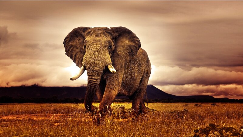 elephant in the savanna