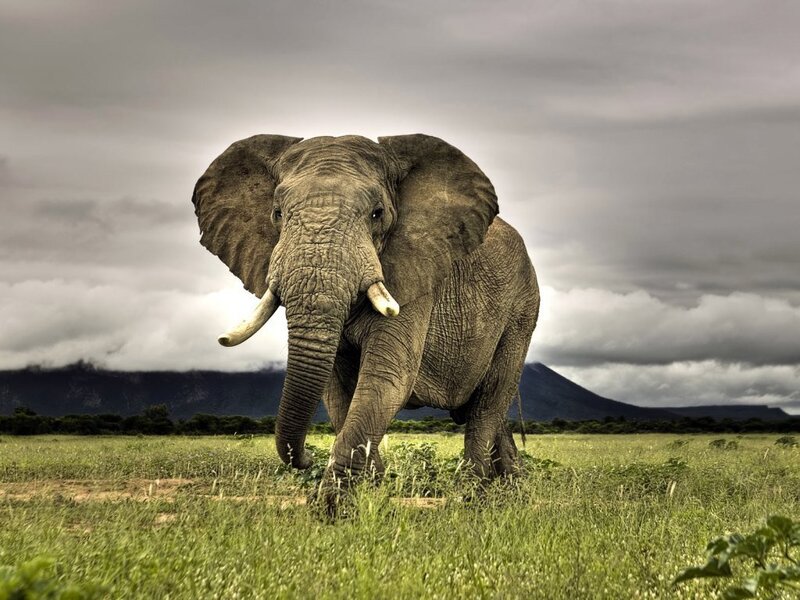 Elephant in the savanna