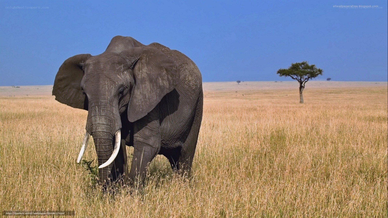 elephant in the savanna