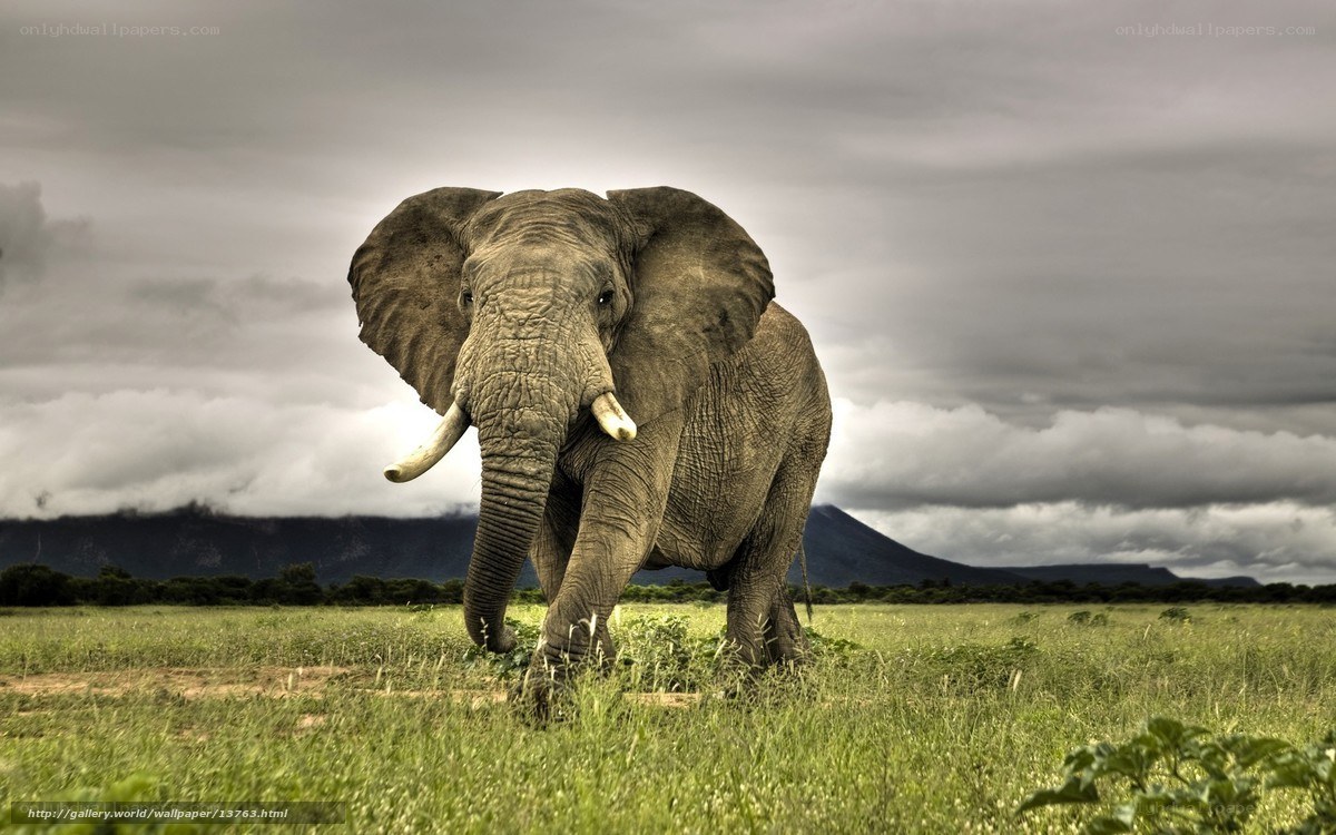 Elephant in the savanna