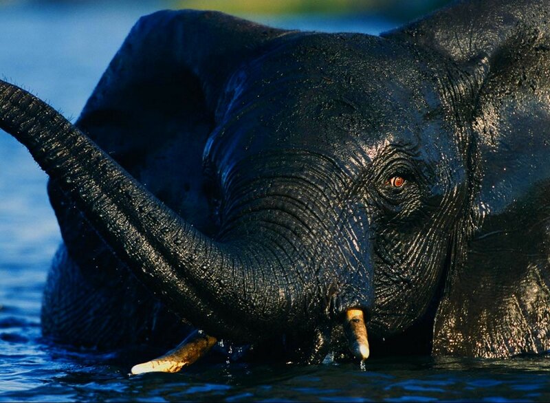Elephant in the water