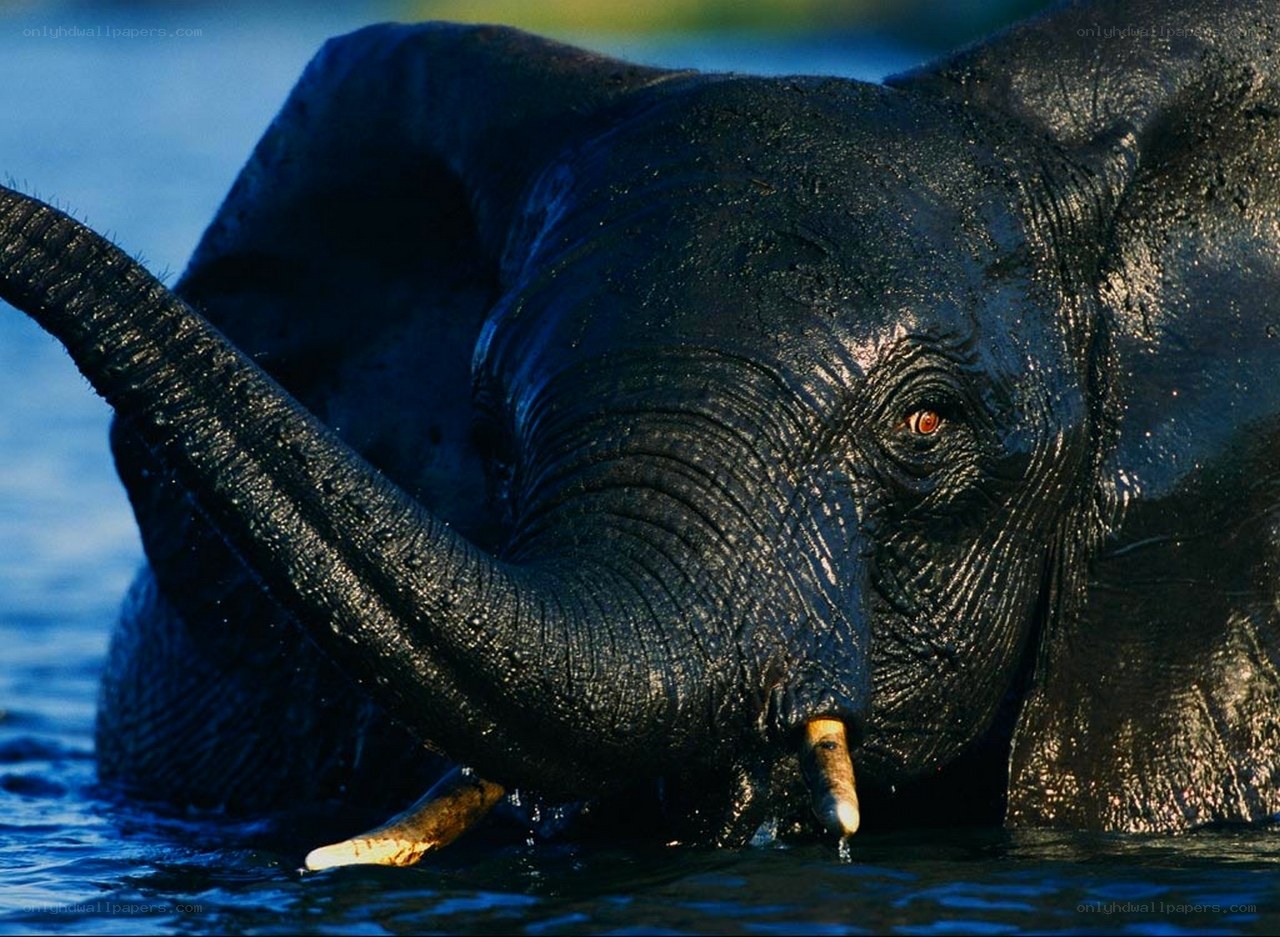 Elephant in the water