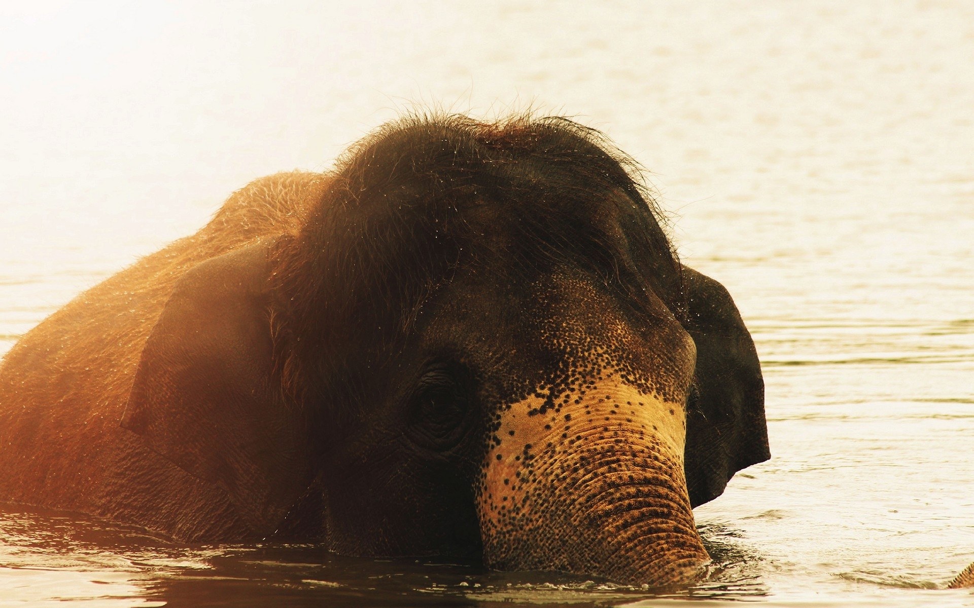 elephant in the water