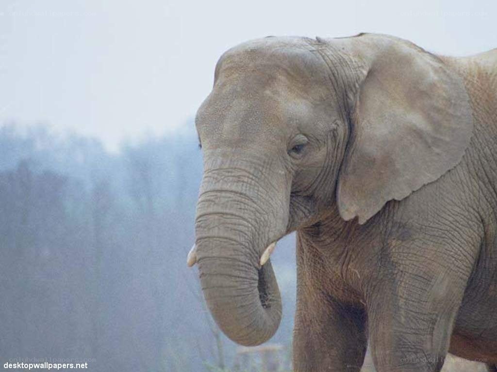 elephant in the wild