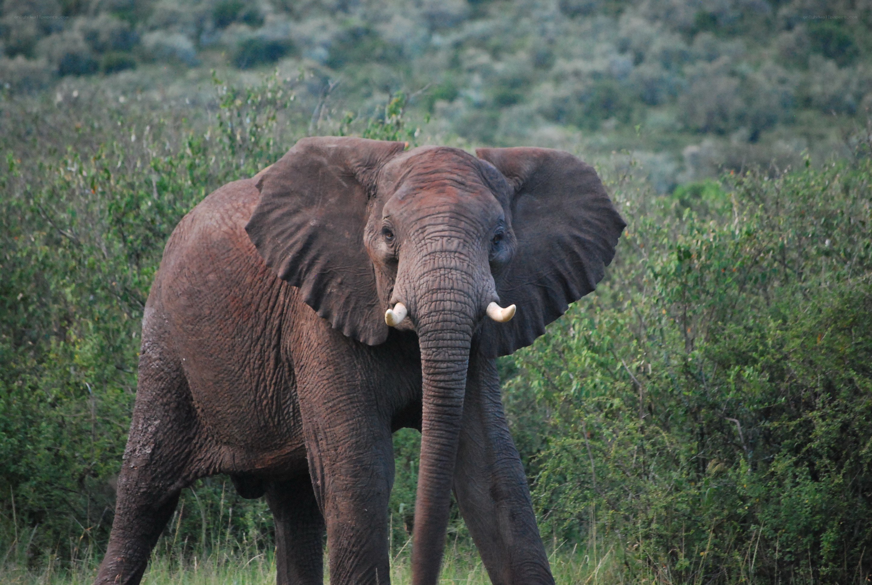 elephant in the wild