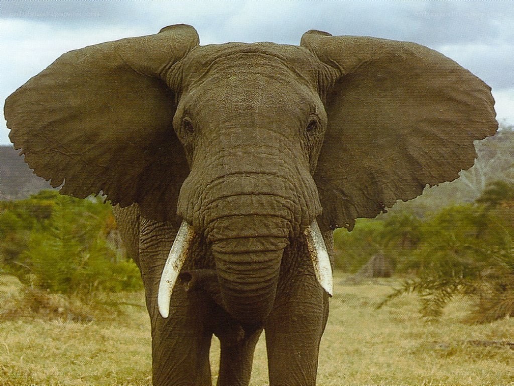 elephant in the wild