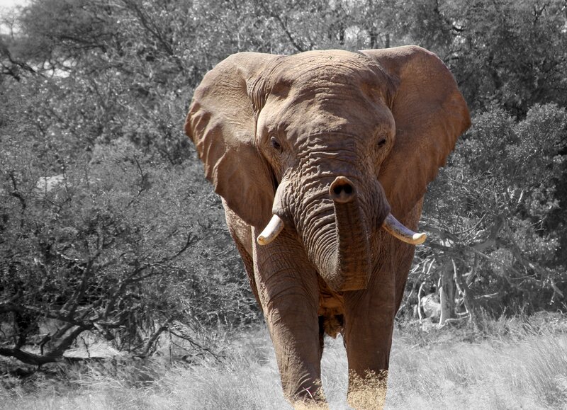 elephant in the wild