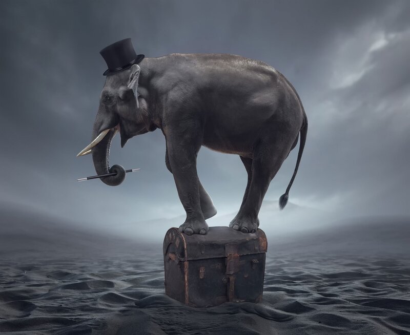 Elephant in Top Hat