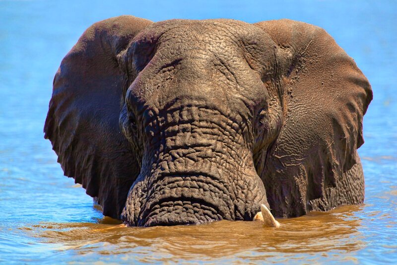 Elephant in Water — Blue