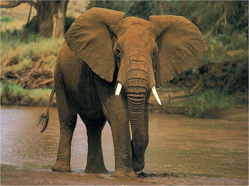 Elephant in Water — Brown, Calm