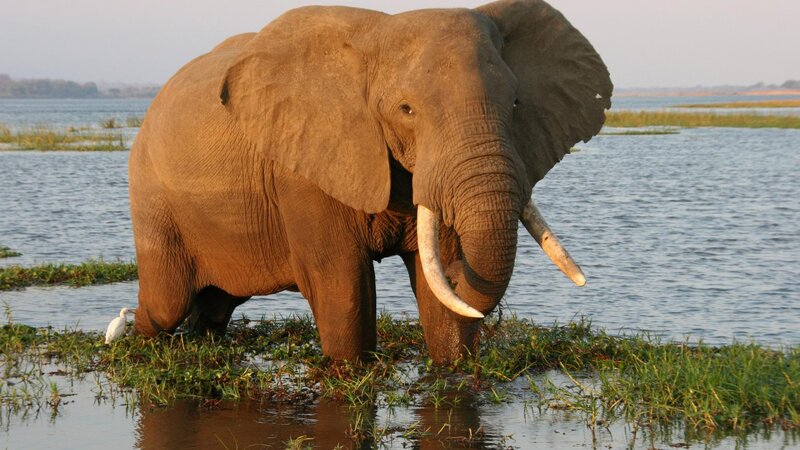 Elephant in Water — Brown