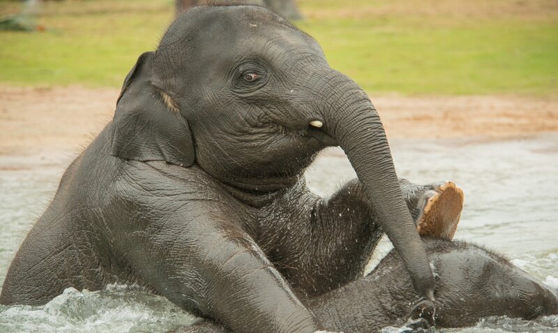 Elephant in Water — Gray, Calm