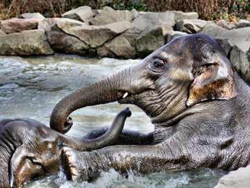 Elephant in Water — Gray