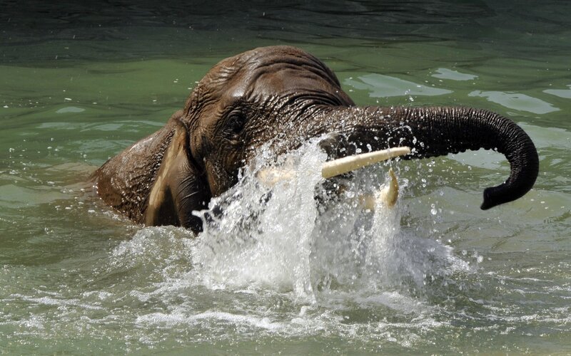 Elephant in Water — Green, Active