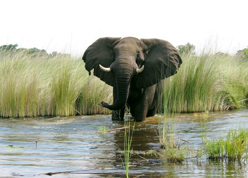 Elephant in Water — Green, Natural