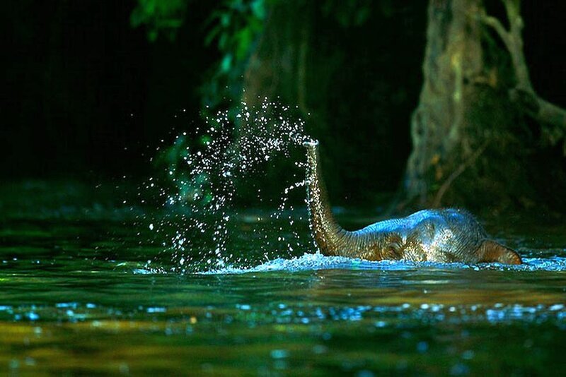 Elephant in Water — Green