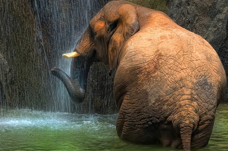 Elephant in Waterfall