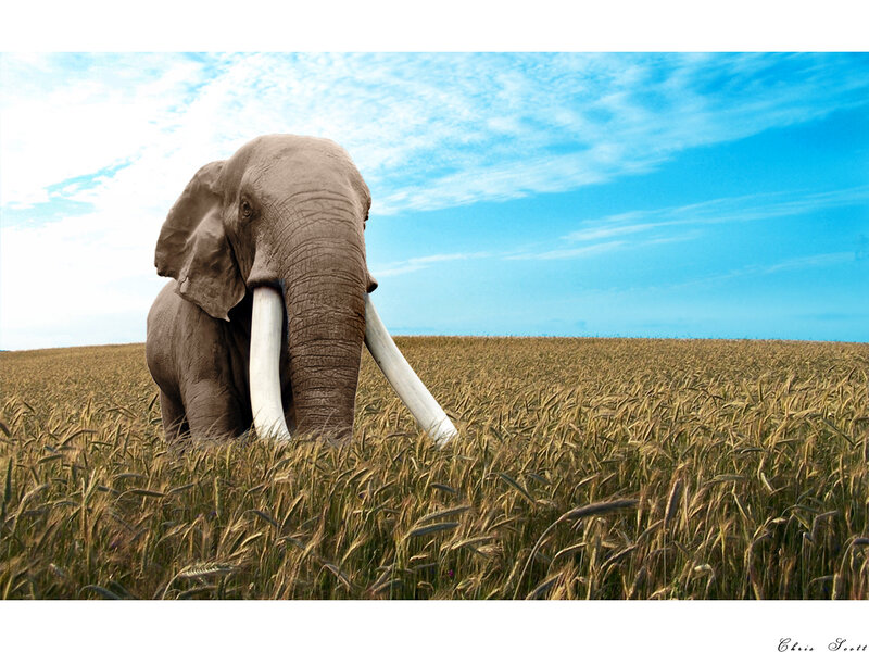 Elephant in Wheat Field