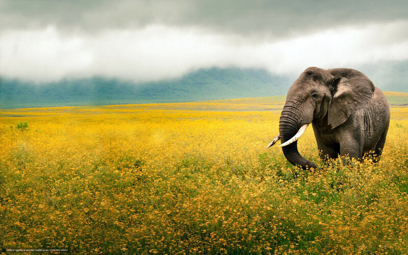 Elephant in Yellow Field — Dramatic