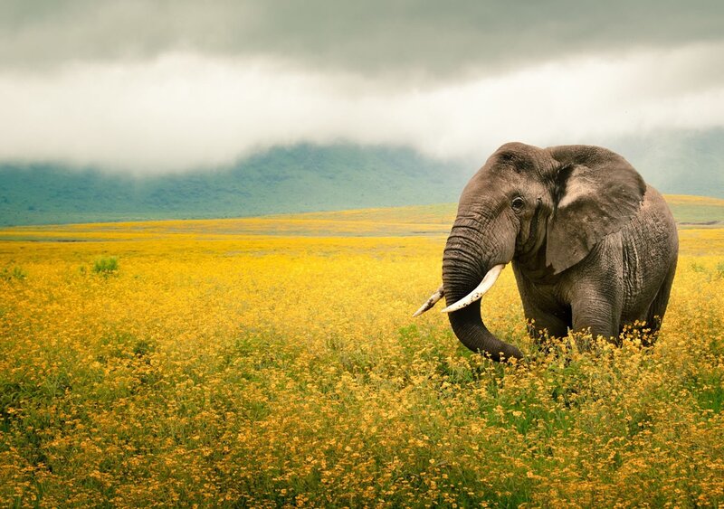 Elephant in Yellow Field
