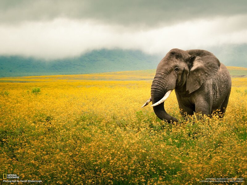 Elephant in Yellow Flowers — Serene