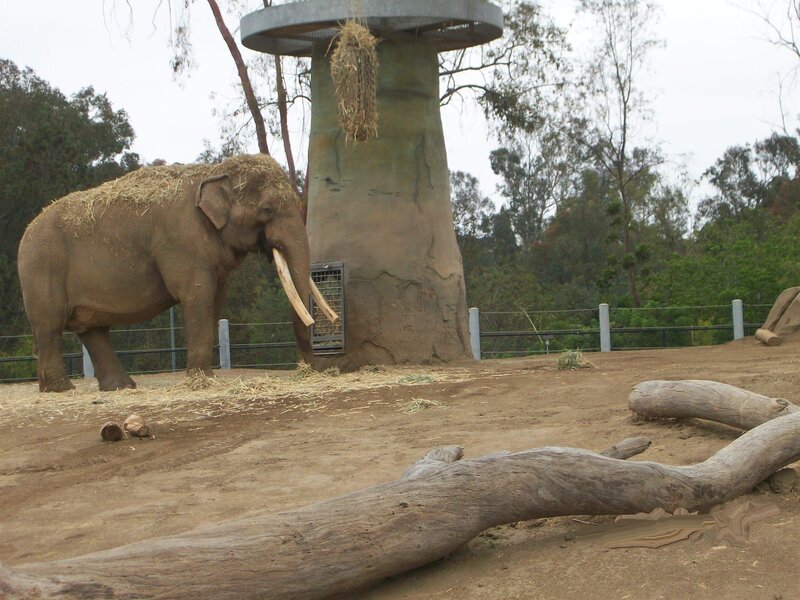 elephant in zoo enclosure